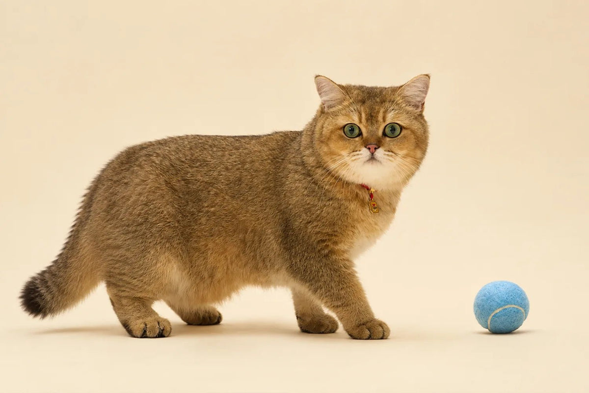 About DOUDOU PET - DOUDOU PET