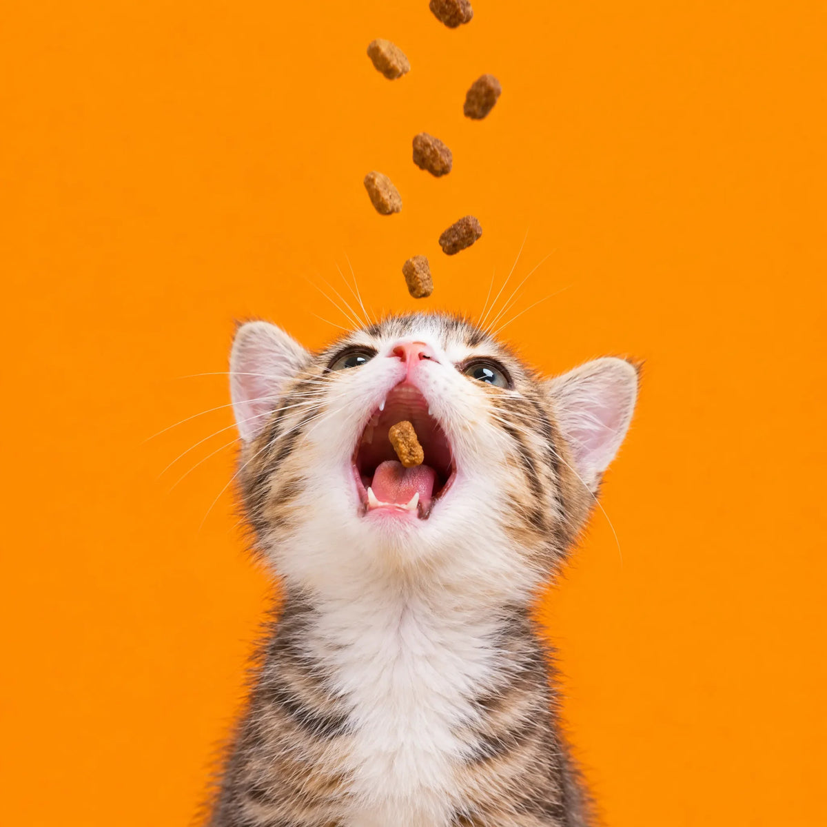 Cat Grooming at Home: From First Brush to Spa-Day Confidence