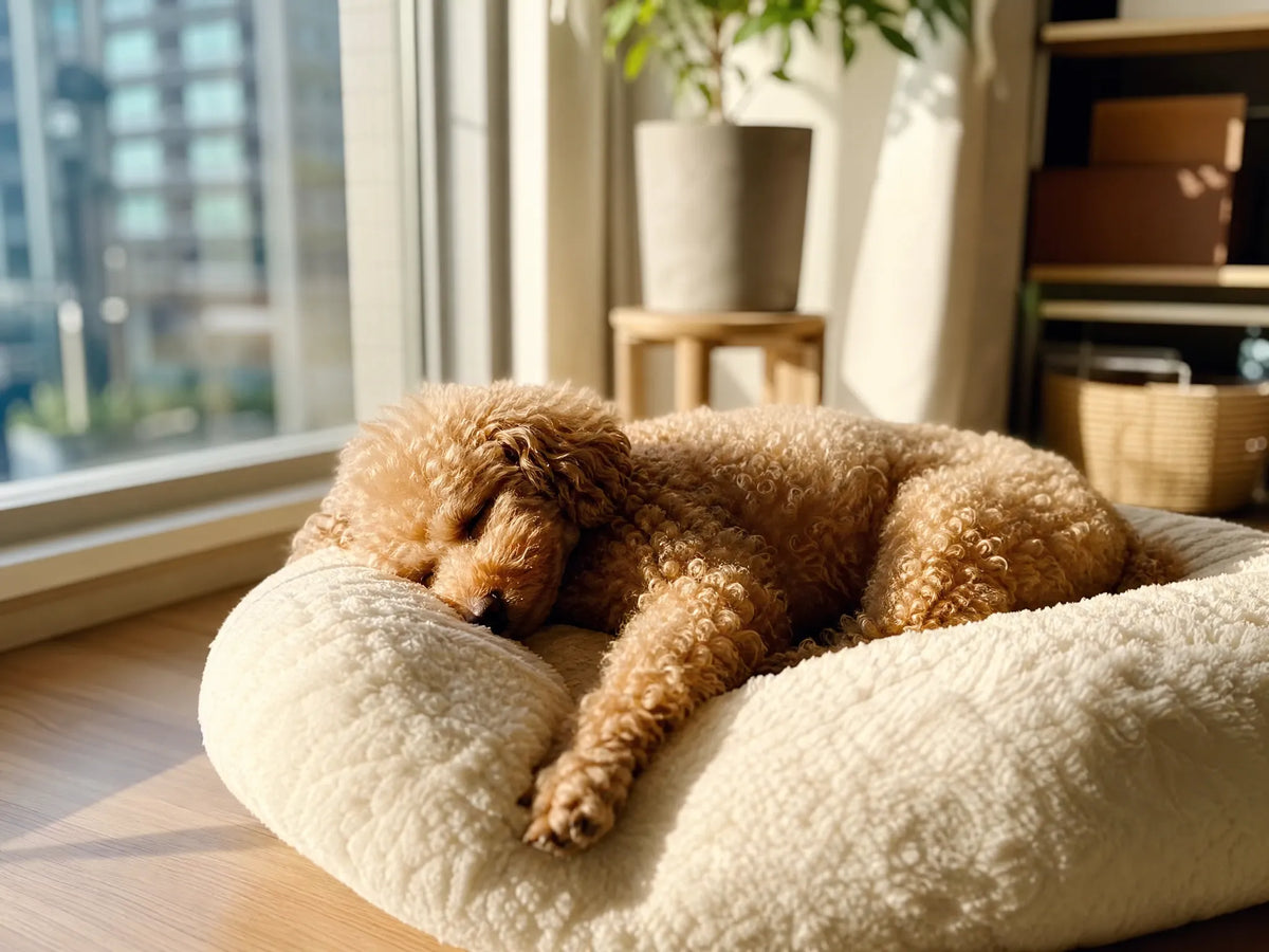 DOUDOU PET Global Pet Community